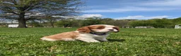 Cavalier King Charles Spaniel dogs for sale: Kliff - Ad 4