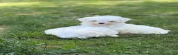 Maltese dogs for sale: Maltese Puppy 2 - Ad 2