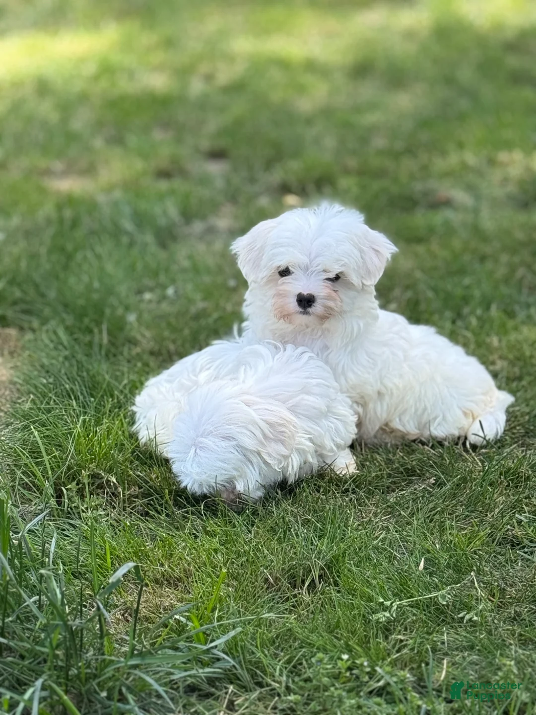 Maltese dogs for sale: Maltese Puppy 2 - Ad 2
