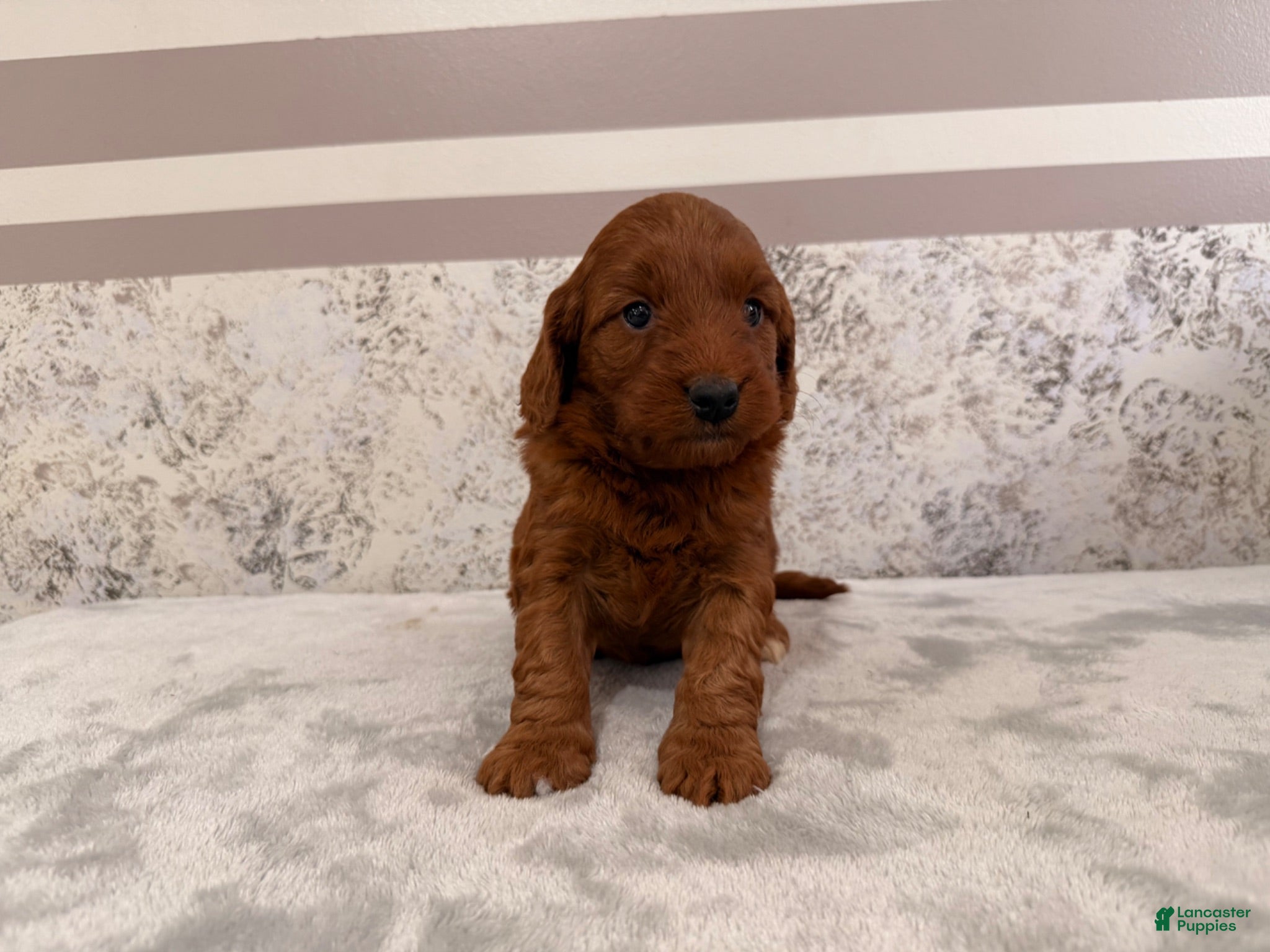 Mini Goldendoodle dogs Cora - Ad 16