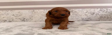 Cora