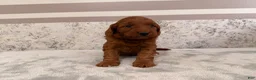 Mini Goldendoodle dogs for sale: Cora - Ad 1