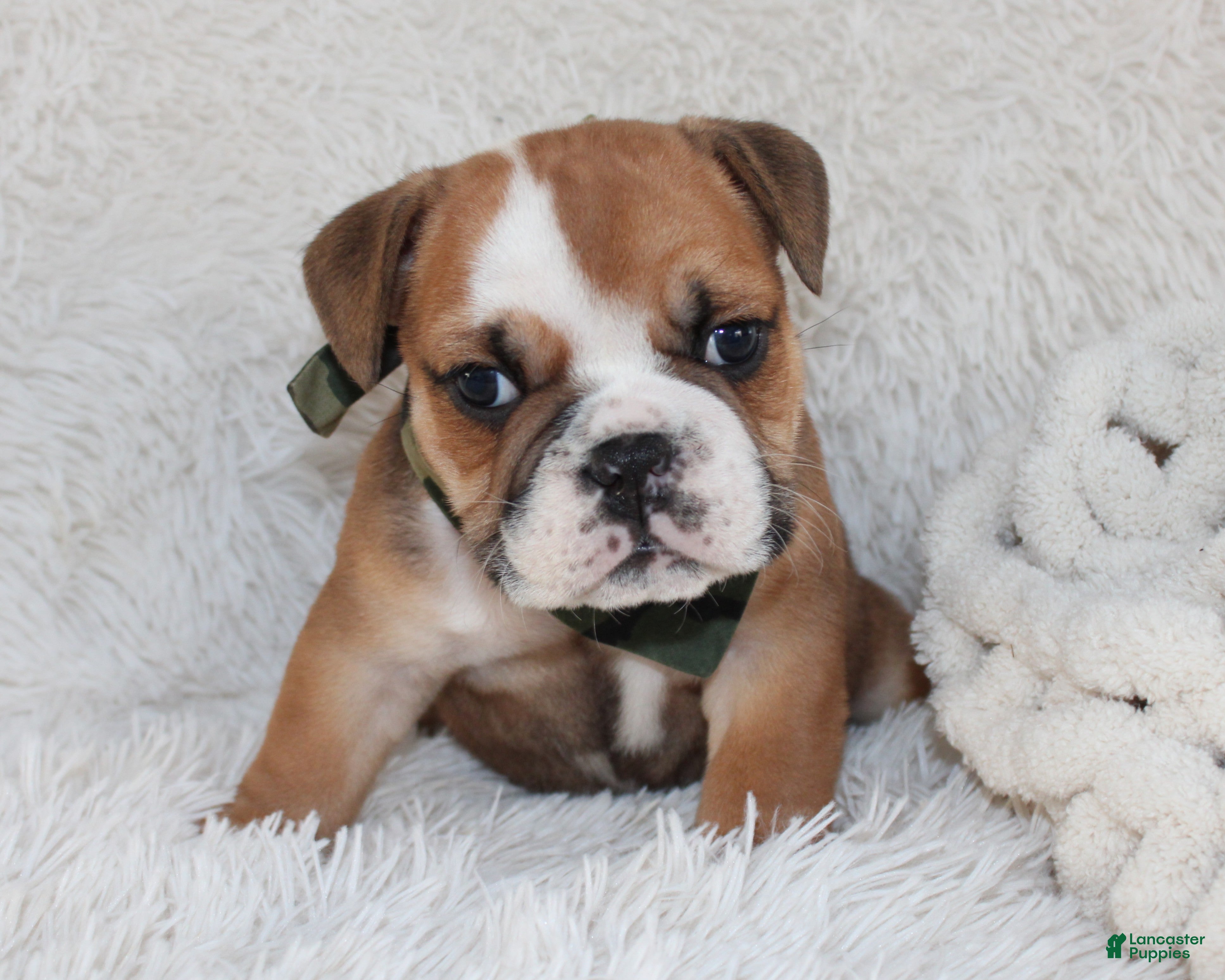 English Bulldog dogs AKC Otis - Ad 21