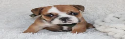 English Bulldog dogs for sale: AKC Otis - Ad 1