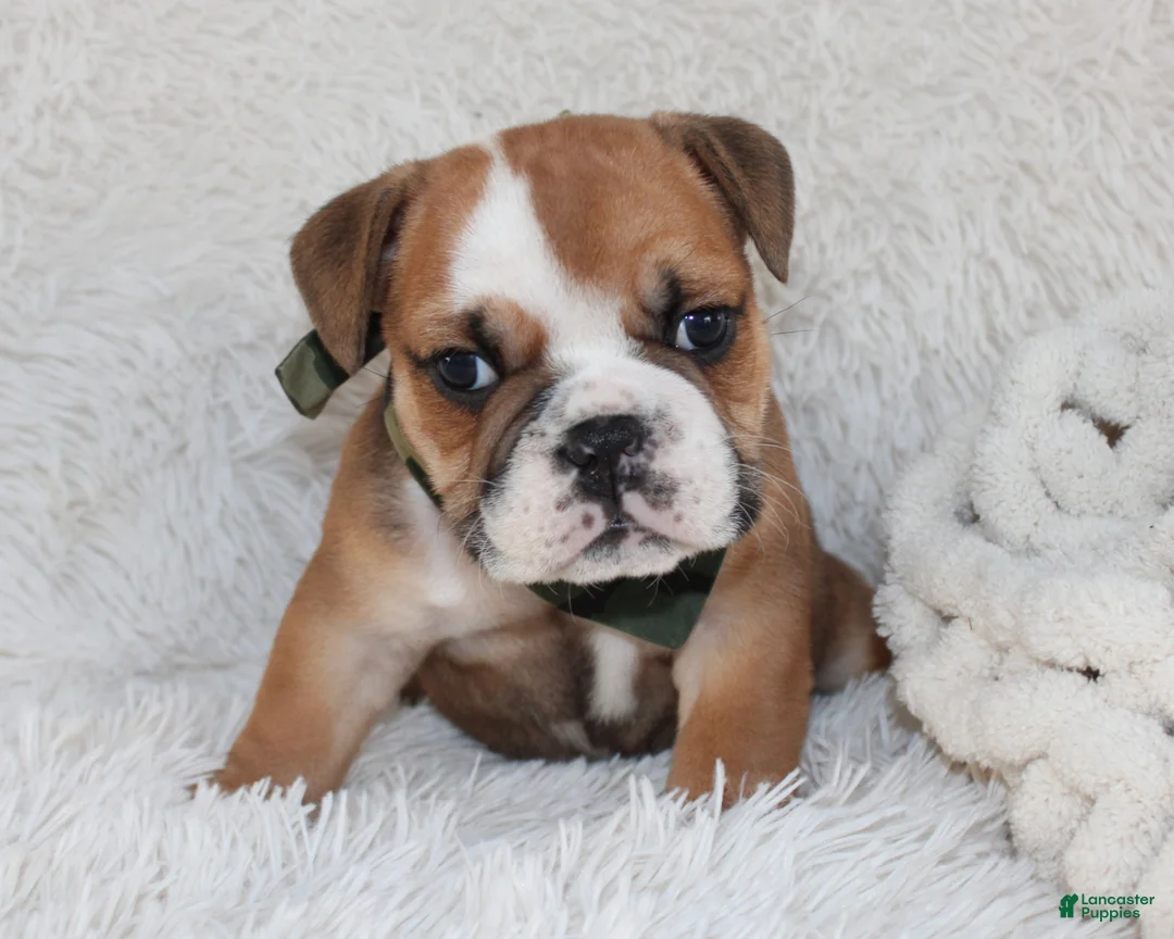 English Bulldog dogs for sale: AKC Otis - Ad 1