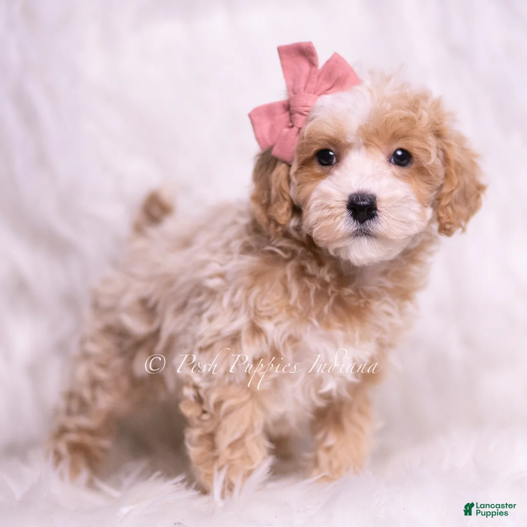 Maltipoo dogs for sale: Lollie - Ad 2