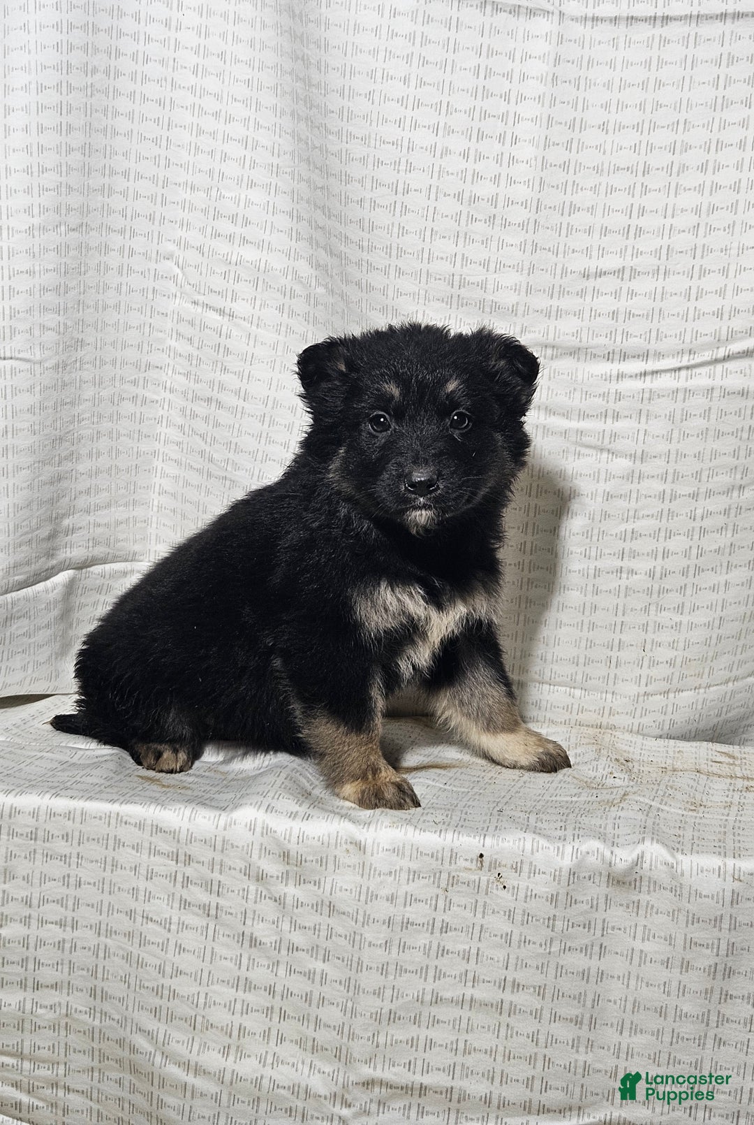 Mixed Breed dogs for sale: Sofia - Ad 4