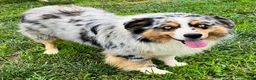 Australian Shepherd dogs for sale: Sasha - Ad 11