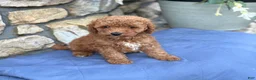 Miniature Poodle dogs for sale: Max - Ad 10