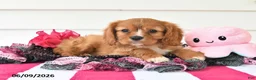 Cavalier King Charles Spaniel dogs for sale: Tina - Ad 5