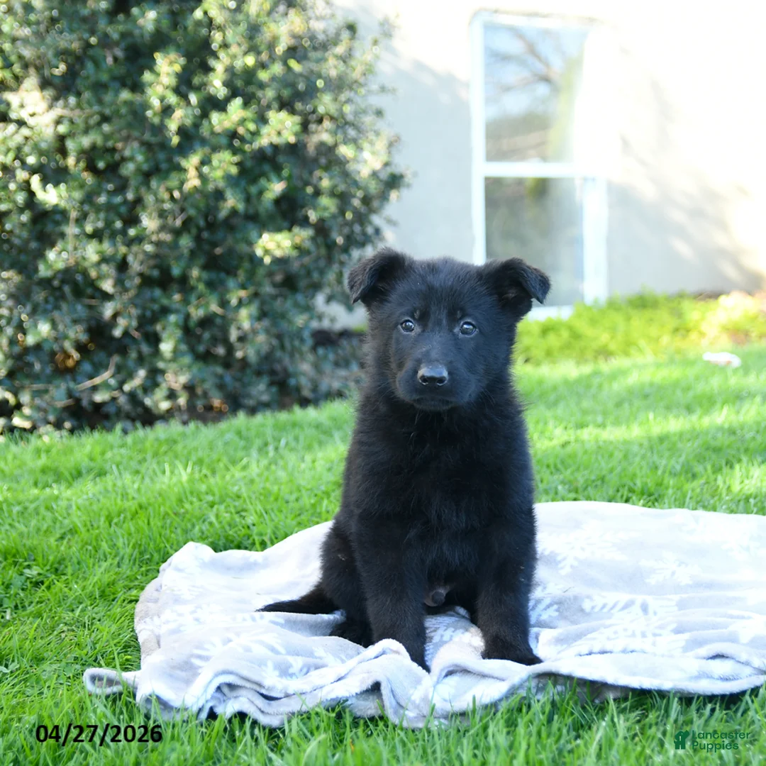 German Shepherd dogs for sale: Link - Ad 2