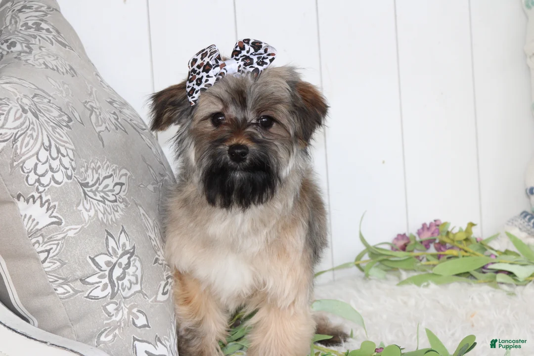 Yorkiepoo dogs for sale: Miss Sassy - Ad 5