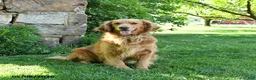 Golden Retriever dogs for sale: Abigail - Ad 2