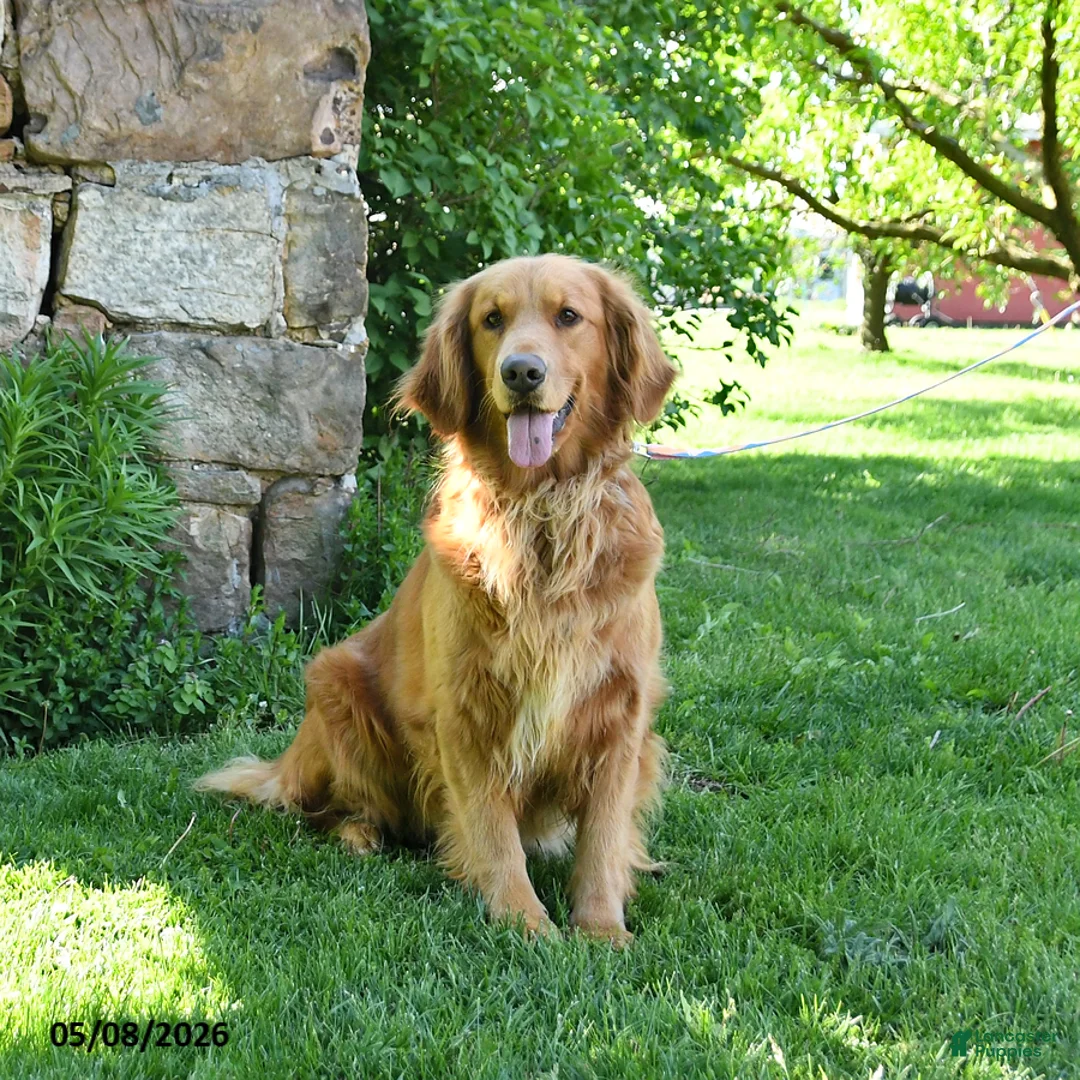 Golden Retriever dogs for sale: Abigail - Ad 2