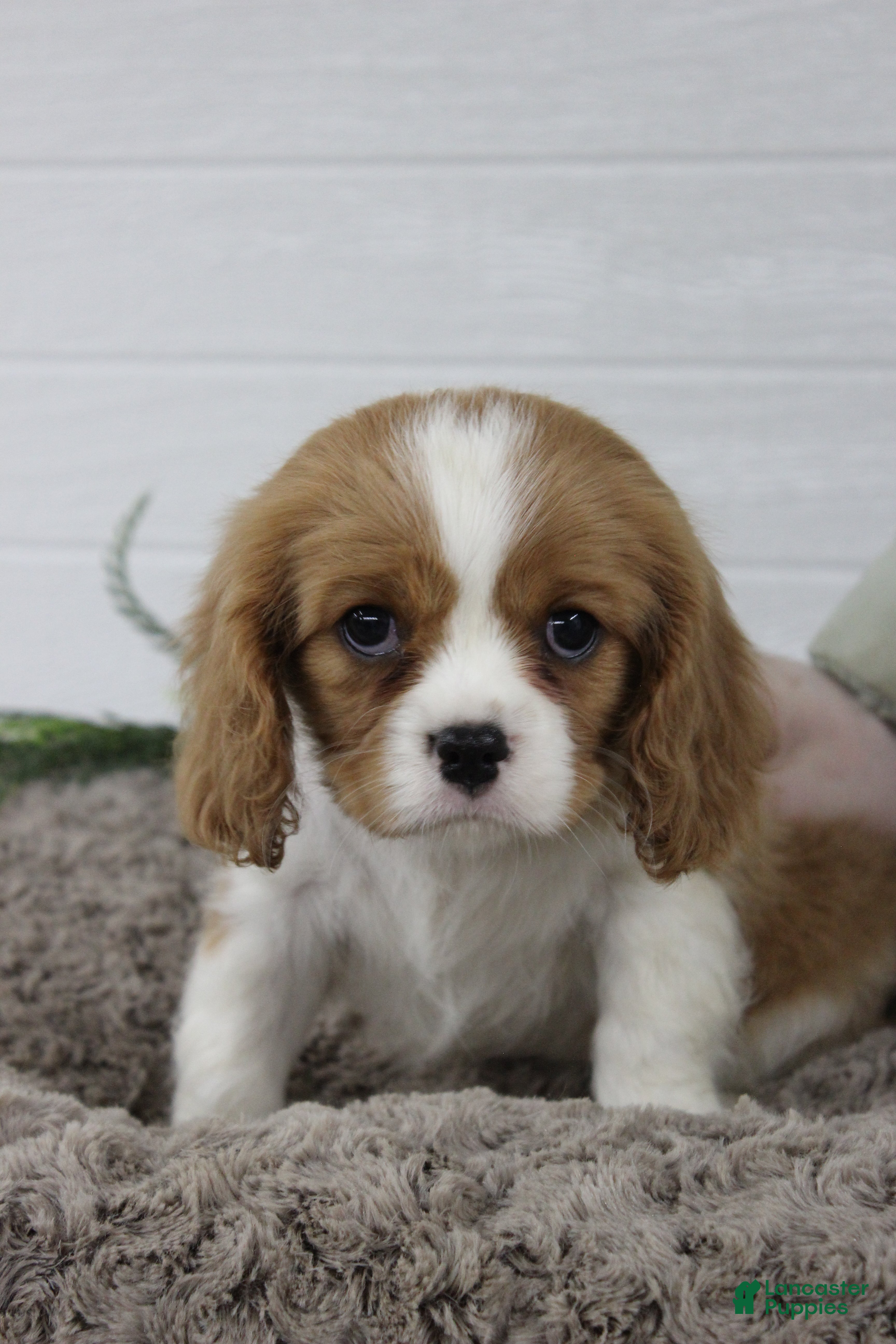 Cavalier King Charles Spaniel dogs for sale: Holly - Ad 3