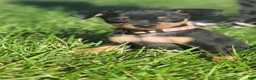Miniature Pinscher dogs for sale: Miniature Pinscher 4 - Ad 1