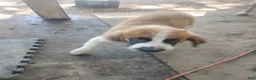 Saint Bernard dogs for sale: Saint Bernard 3 - Ad 3