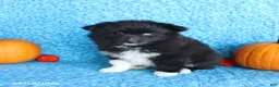 Pomsky dogs for sale: River - Ad 4