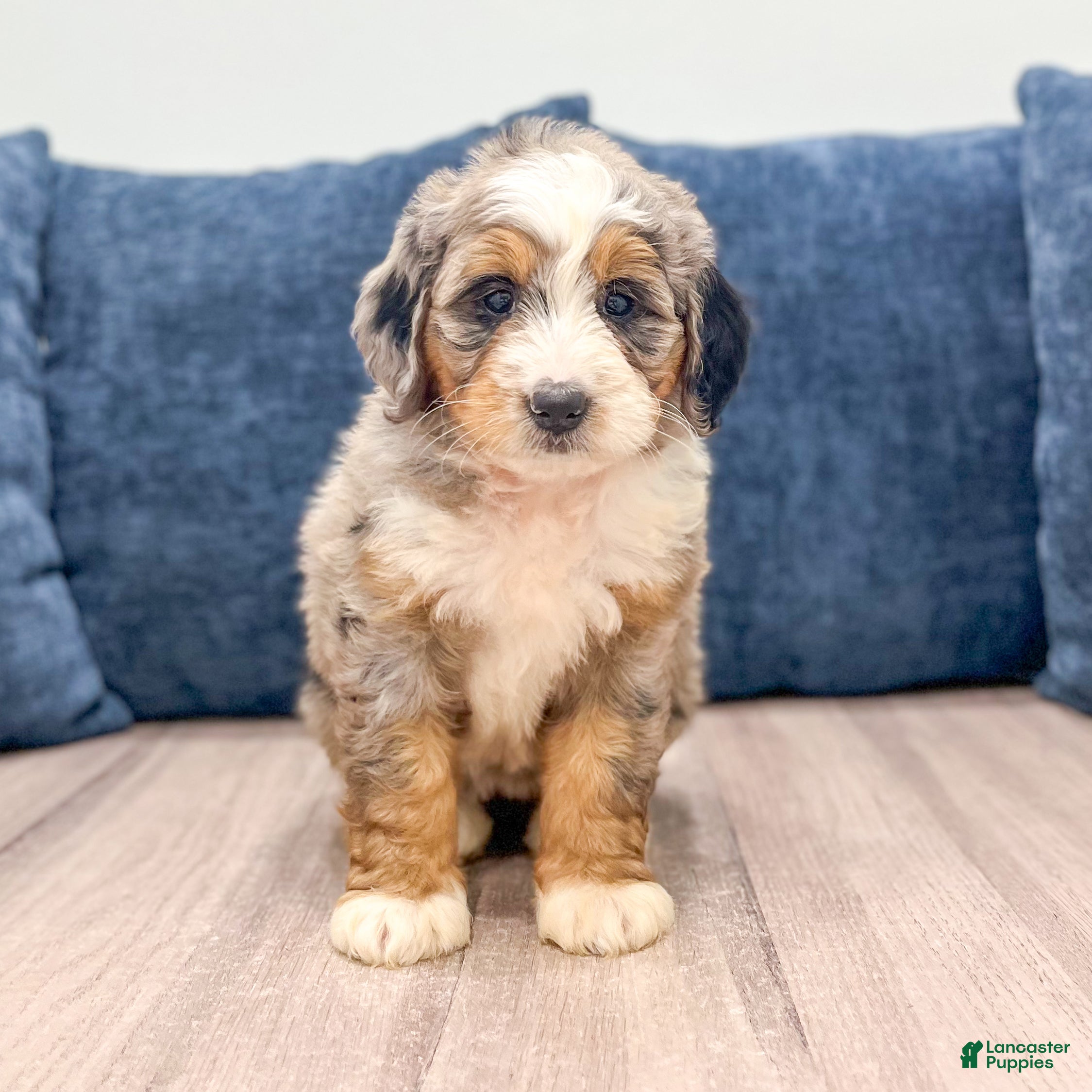 Mini Bernedoodle dogs Maggie - Ad 1