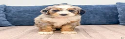 Mini Bernedoodle dogs for sale: Maggie - Ad 1