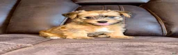 Yorkshire Terrier dogs for sale: Yorkshire Terrier 3 - Ad 5