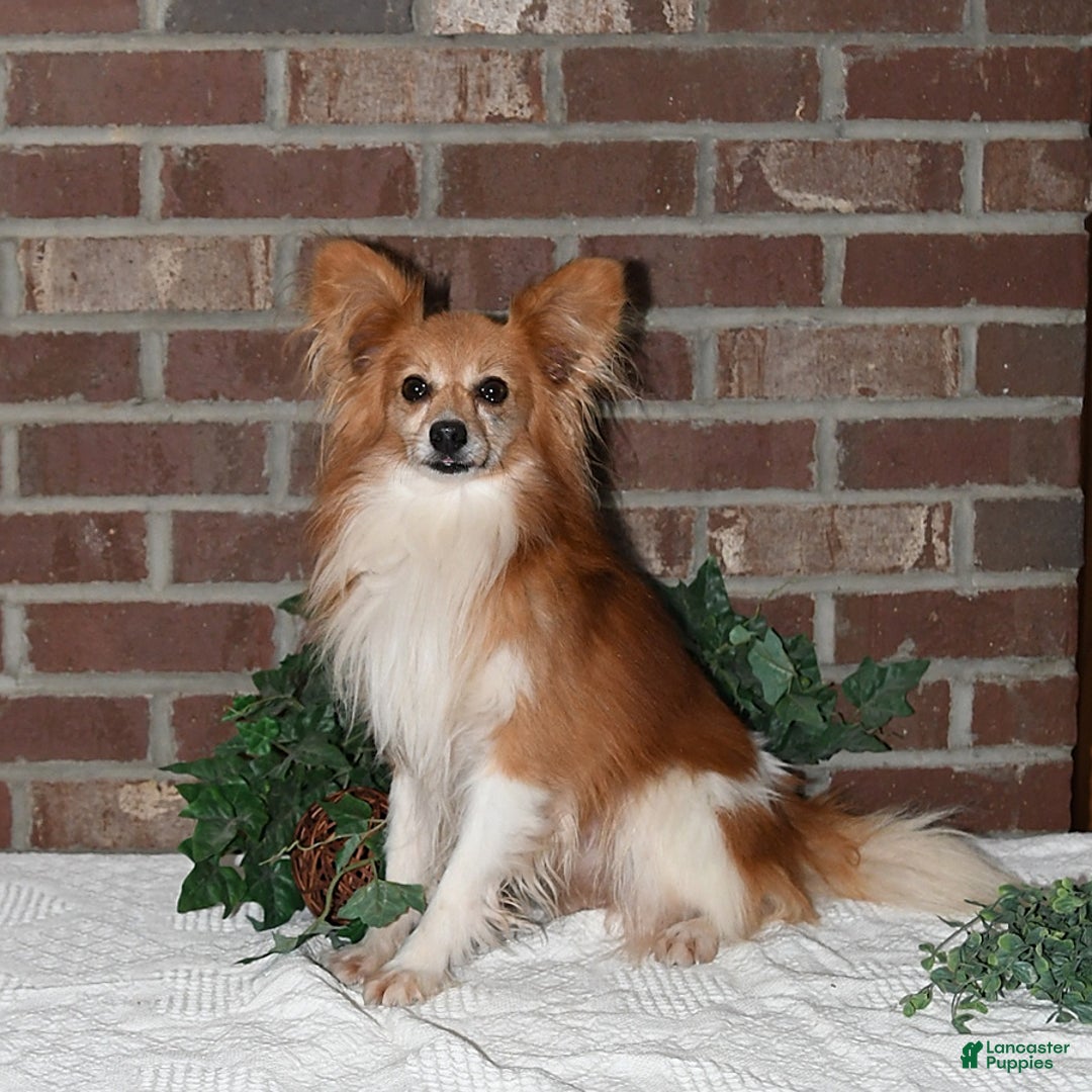 Papillon dogs for sale: Nelly - Ad 9