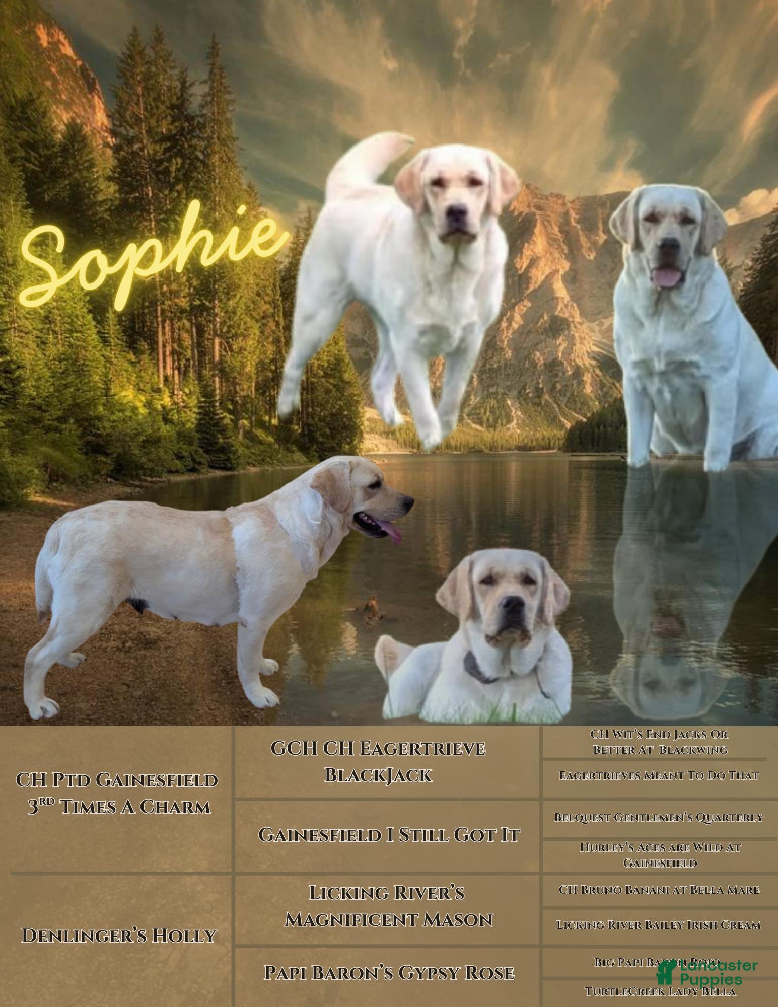 Labrador Retriever dogs Stormy - Ad 2