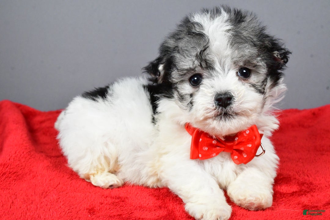 Havanese dogs for sale: Chestnut - Ad 3