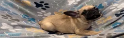 Frug dogs for sale: Hazel - Ad 4