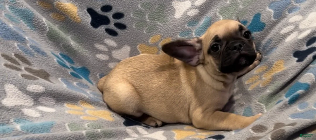 Frug dogs for sale: Hazel - Ad 4