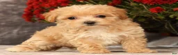 Havapoo dogs for sale: Riley - Ad 4
