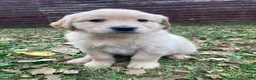 Golden Retriever dogs for sale: Alyssa - Ad 2