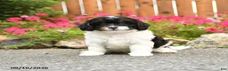 Mixed Breed dogs for sale: Lincoln - Ad 3