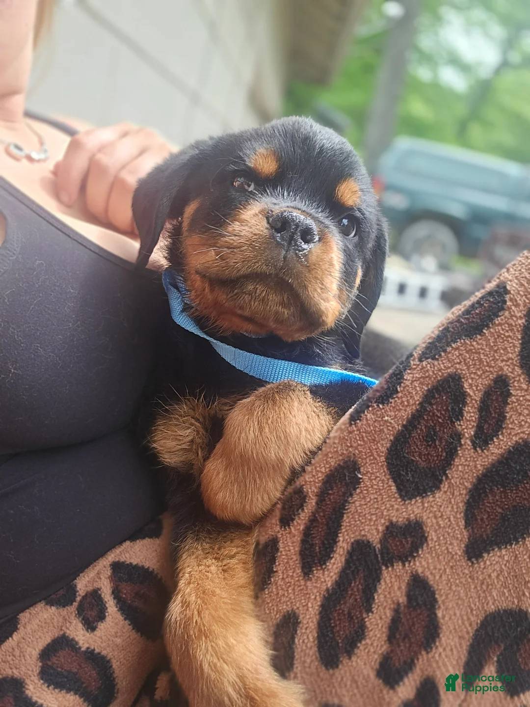 Rottweiler dogs for sale: Rottweiler Puppy 2 - Ad 1