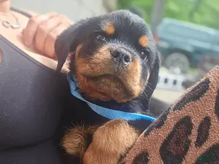 Rottweiler dogs Rottweiler Puppy 2 - Ad 10