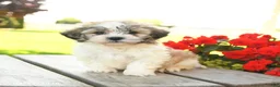 Teddy Bear dogs for sale: Korie - Ad 4
