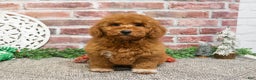 Mini Goldendoodle dogs for sale: Victoria  - Ad 9