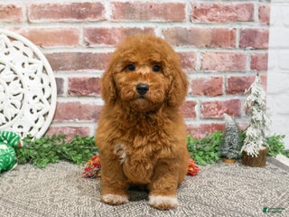 Mini Goldendoodle dogs Victoria - Ad 21