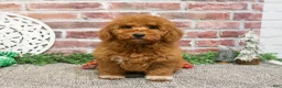 Mini Goldendoodle dogs for sale: Victoria  - Ad 15