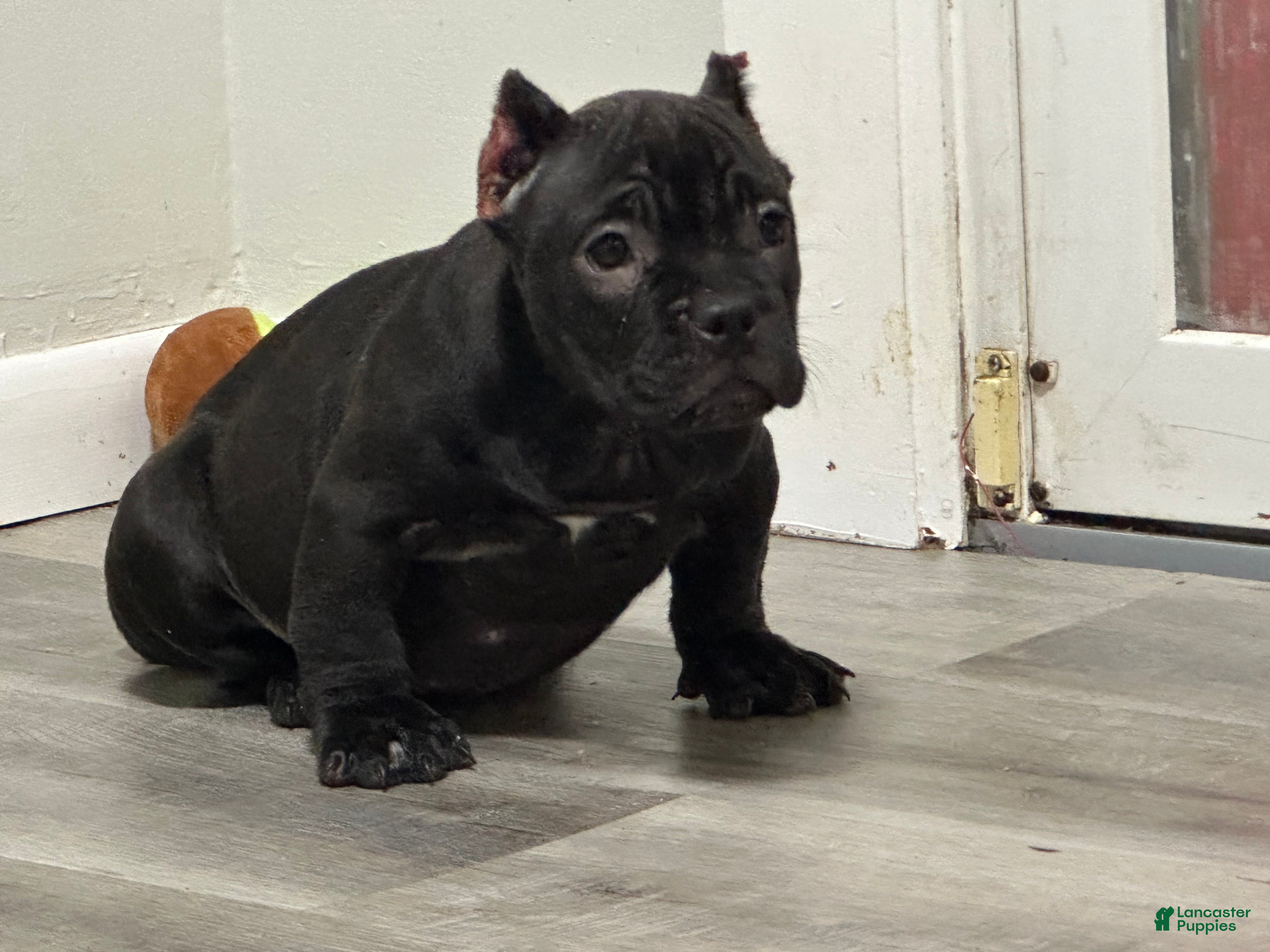 Black American Bully Puppy with a White Spot Stock Photo - Image of  portrait, american: 215765844, image size:4032x3024