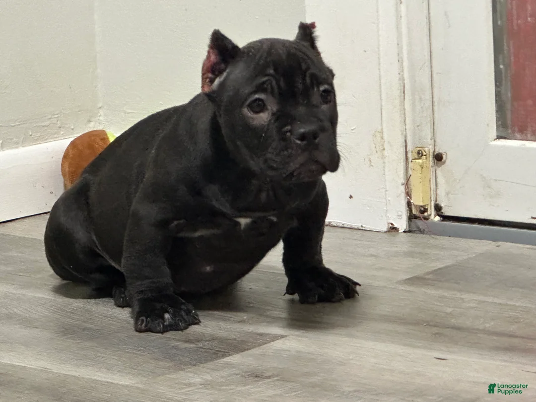 American Bully dogs for sale: Yoda - Ad 6