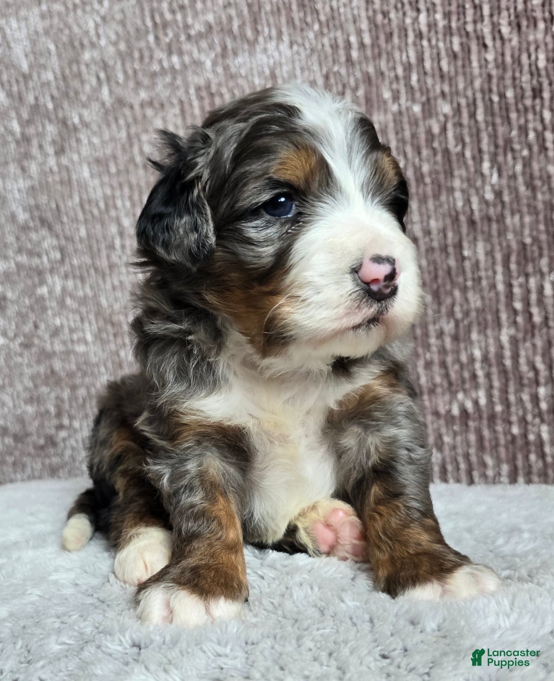 Mini Bernedoodle dogs for sale: Mini Chief - Ad 2