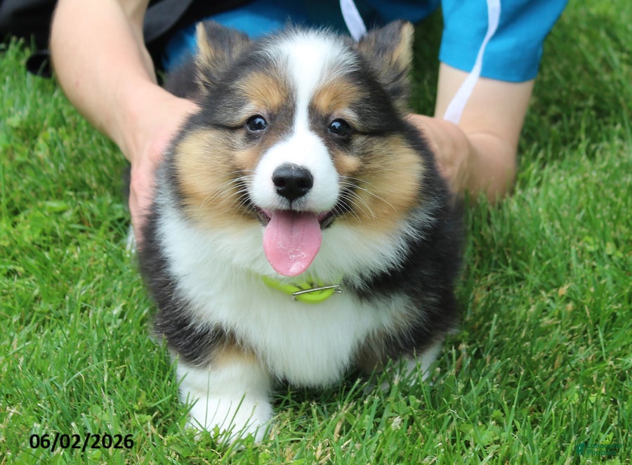 Welsh Corgi Pembroke dogs for sale: Doyle - Ad 4