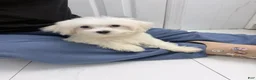 Maltese dogs for sale: Koa - Ad 3