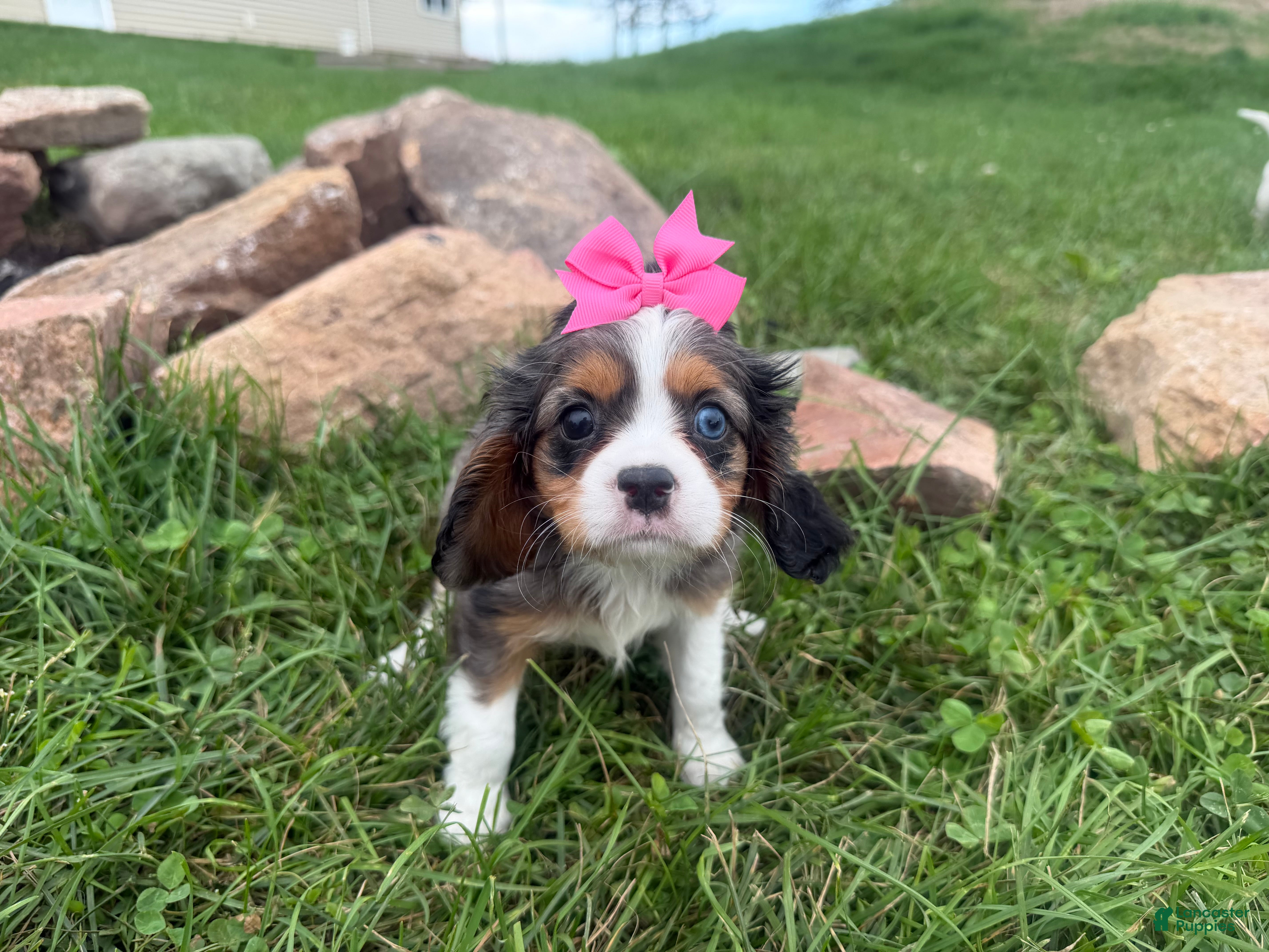 Cavalier King Charles Spaniel dogs Leah - Ad 40