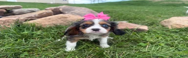 Leah