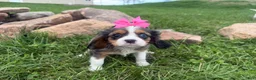 Cavalier King Charles Spaniel dogs for sale: Leah - Ad 1