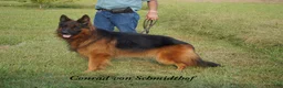 German Shepherd dogs for sale: German Shepherd female red collar - Ad 24