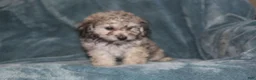 Miniature Poodle dogs for sale: Smokey - Ad 4