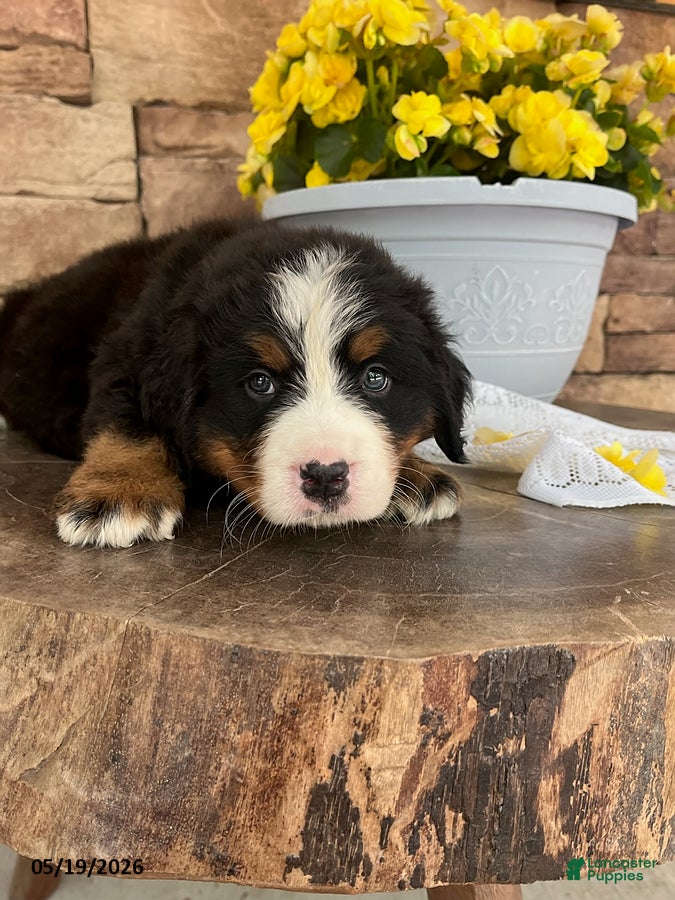 Bernese Mountain Dog dogs Cody - Ad 2